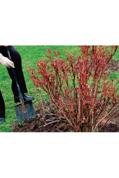 Півонія деревовидна | Пион древовидный | Paeonia suffruticosa