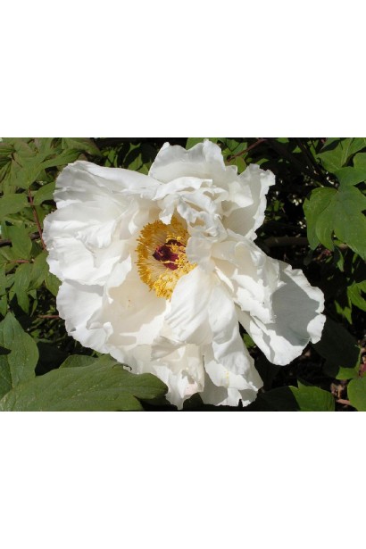 Півонія деревовидна: величні квіти з витонченим ароматом.