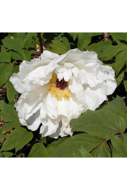 Квітуча півонія деревовидна: яскравий акцент у весняному саду.