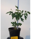 Півонія деревовидна | Пион древовидный | Paeonia suffruticosa