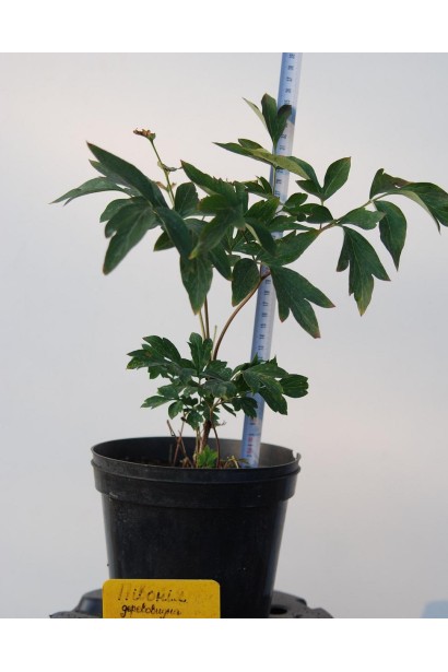 Саджанець в контейнері 3л