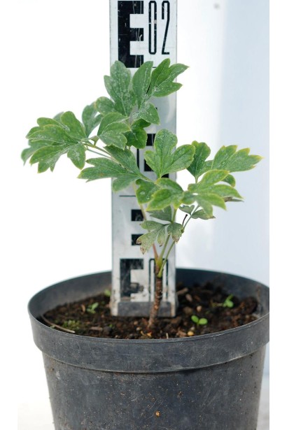 Півонія деревовидна | Пион древовидный | Paeonia suffruticosa