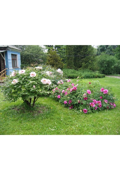 Paeonia suffruticosa – чагарник, який захоплює своєю декоративністю.