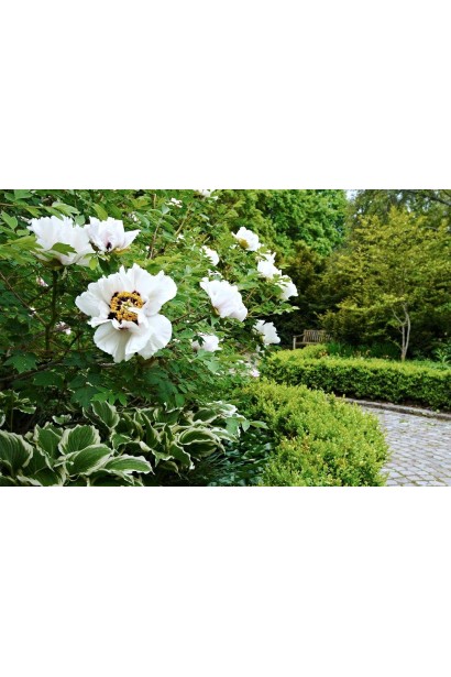 Квітка півонії деревовидної: градієнт відтінків і ніжна текстура пелюсток.