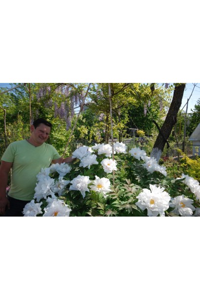 Кущ півонії деревовидної: розлогий і гармонійний елемент садового дизайну.