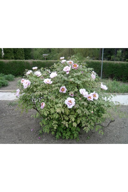 Кущ Paeonia suffruticosa – символ елегантності та довговічності.