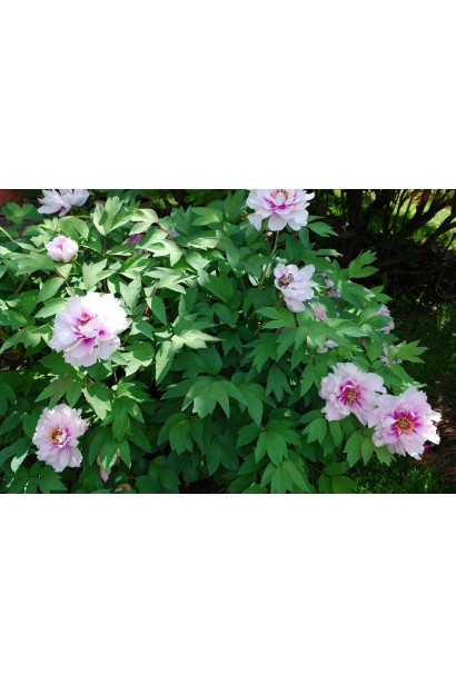 Paeonia suffruticosa – королева саду з розкішними великими квітами.