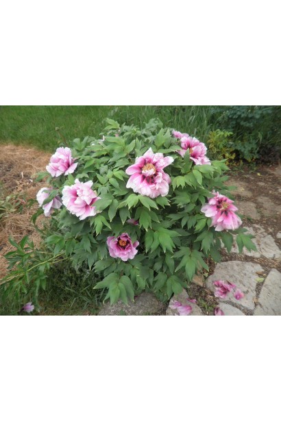 Листя півонії деревовидної: ажурне та декоративне навіть після цвітіння.