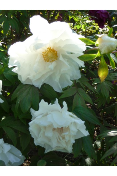 Квітка півонії деревовидної: вишукана форма та насичені відтінки.