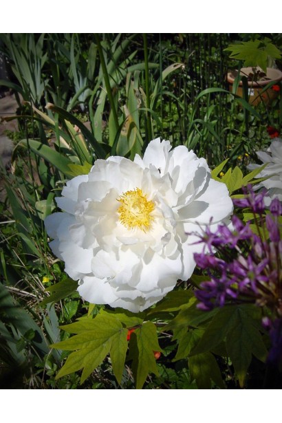 Розкритий бутон півонії деревовидної – вибух кольору і краси.