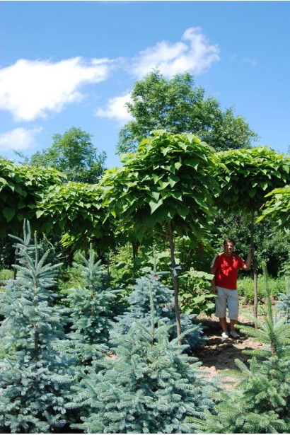 Ель голубая Glauca