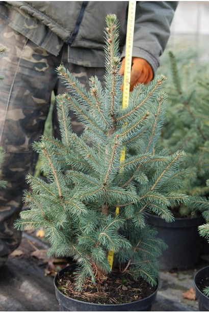 Ель колючая голубая Глаука | Ялина колюча голуба Глаука | Picea pungens Glauca