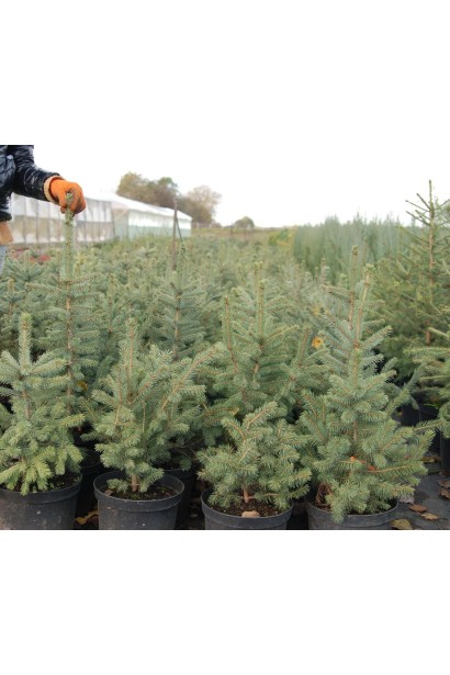 Picea pungens Glauca