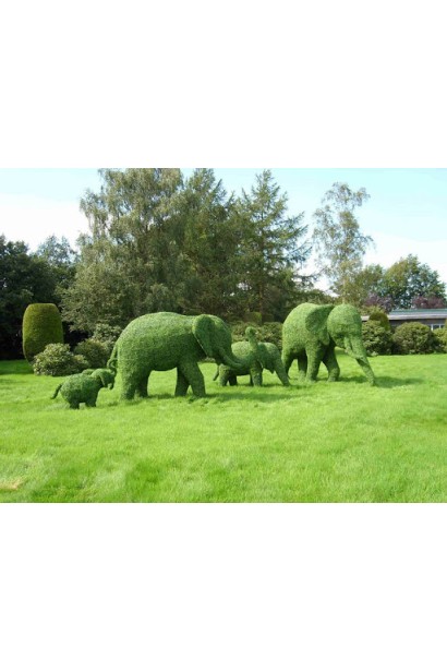 Buxus sempervirens Topiar – декоративний елемент для саду