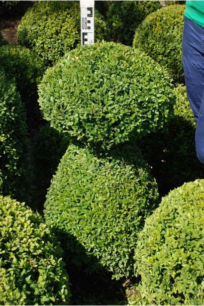 Самшит Топіар – ідеальний для стрижки