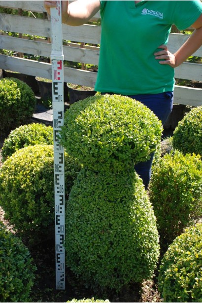 Самшит Topiar – елегантна декоративна рослина