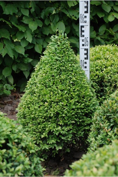 Самшит вічнозелений Топіар