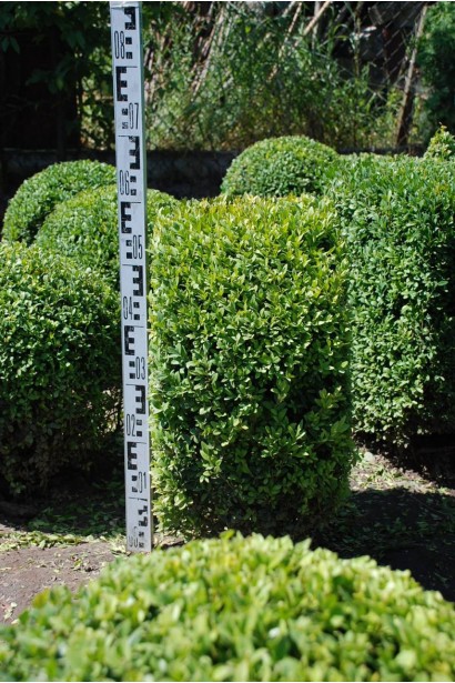 Вічнозелений самшит – форма Топіар для оформлення