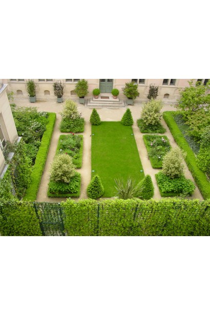 Самшит вічнозелений Топіар – класичний ландшафтний вибір