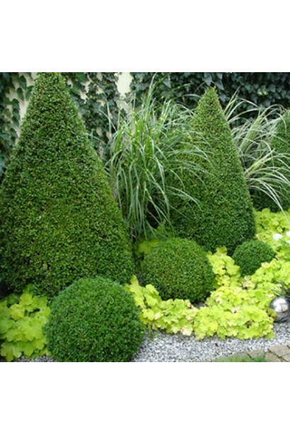 Топіар – ідеальний для сучасного саду