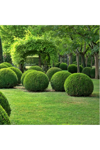 Вічнозелений самшит – основа для топіарного мистецтва
