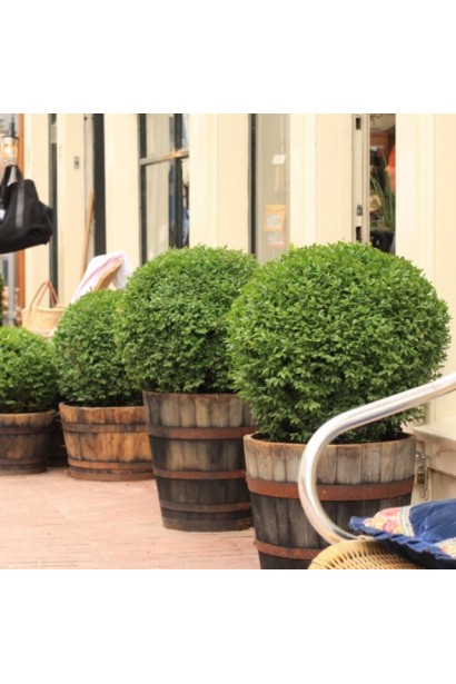 Вічнозелений самшит Топіар – кущ для акцентів