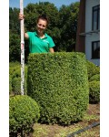 Самшит вічнозелений Топіар | Buxus sempervirens Topiar | Самшит вечнозелёный Топиар