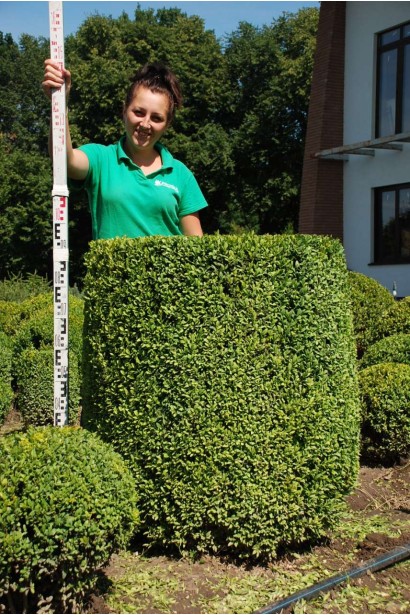 Топіар – геометричний самшит для дизайну