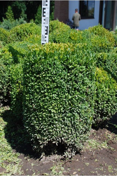 Buxus sempervirens Topiar