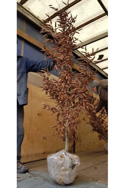 Граб звичайний комований осінній вигляд