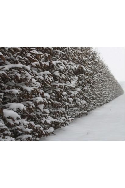 Живопліт з грабу взимку