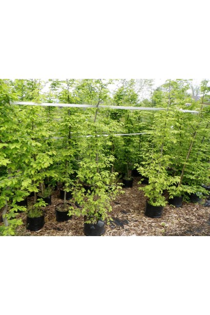 Граб звичайний саджанці в розсаднику