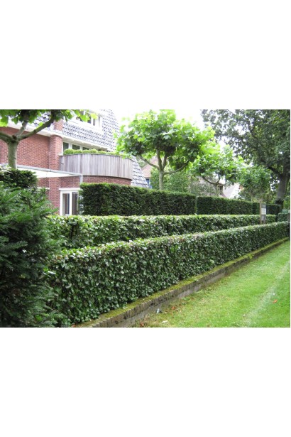 Граб звичайний стрижений низький живопліт