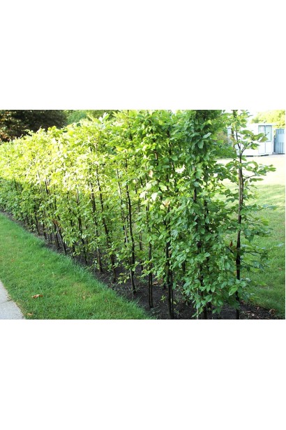 Граб звичайний посадка саджанців під живопліт