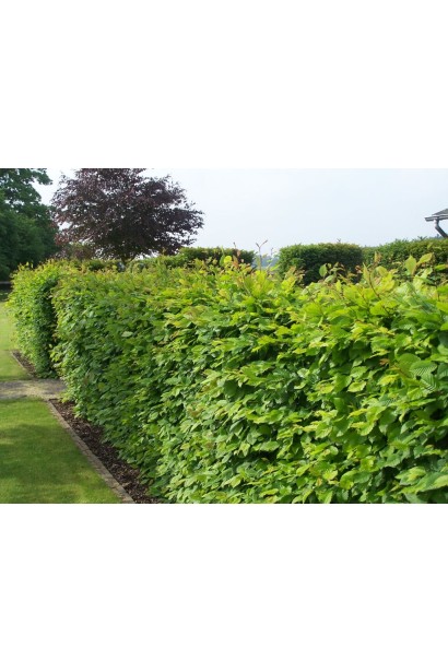 Граб європейський зелений живопліт