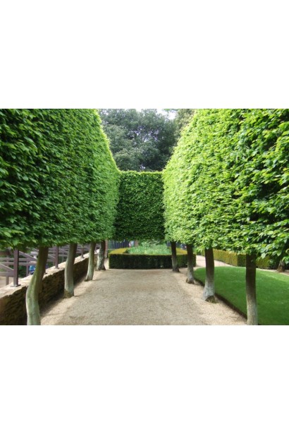 Граб звичайний алейне дерево