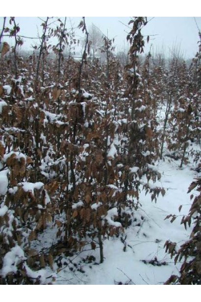 Граб звичайний саджанці в полі взимку