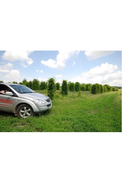 Carpinus betulus насадження в полі