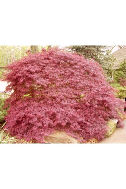 Клен віяловий / пальмолистий Гарнет