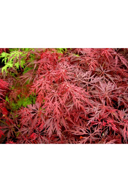  Acer Palmatum Garnet