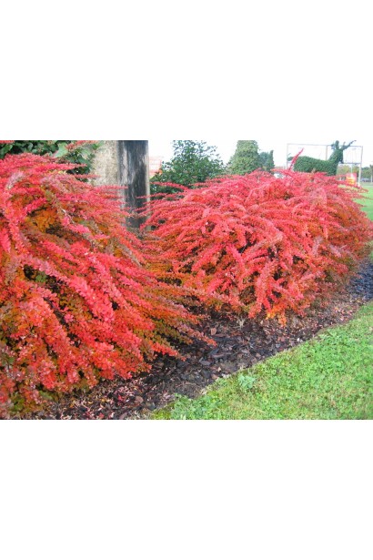 Барбарис Тунберга Грін Карпет  восени