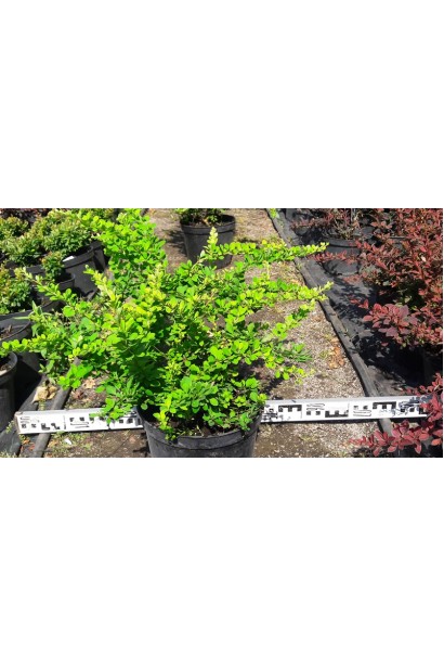 Барбарис Тунберга Грін Карпет в горщику