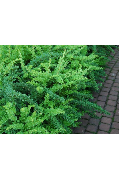 Грін Карпет зелений барбарис