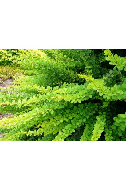 Барбарис Тунберга Грін Карпет  листя