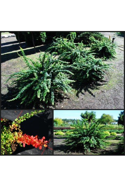 Барбарис  Грін Карпет в ландшафті