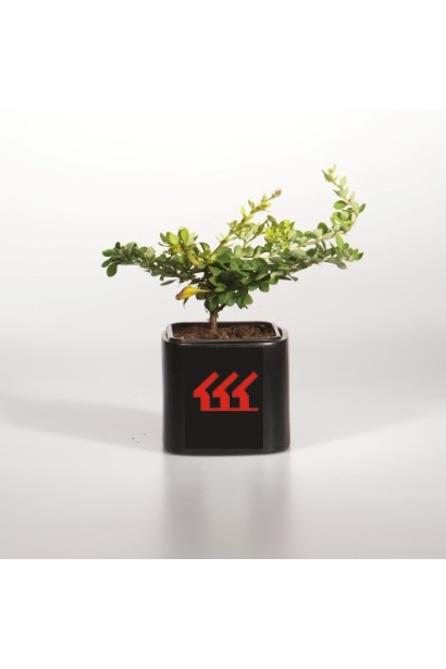 Berberis thunbergii Green Carpet