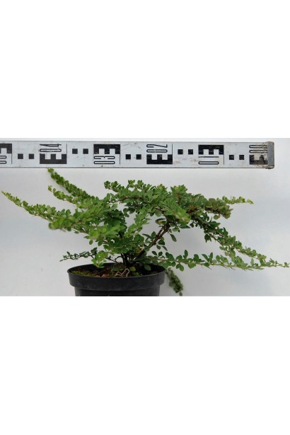 Berberis thunbergii Грін Карпет