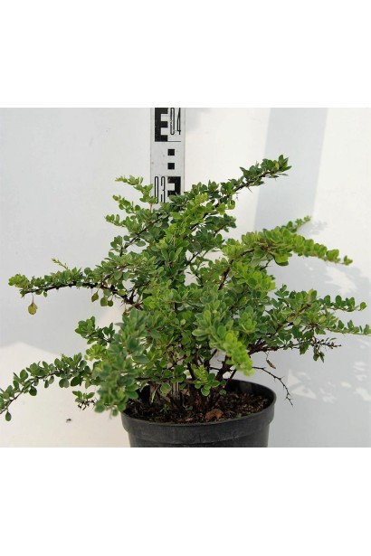 Барбарис Тунберга Грін Карпет саджанець в контейнері