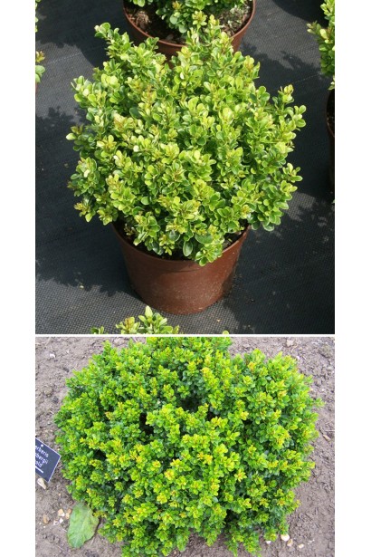 Berberis thunbergii Kobold