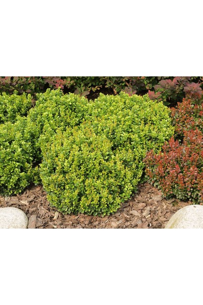 Барбарис Тунберга Кобольд в ландшафті